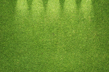Green grass texture and background - 43671027