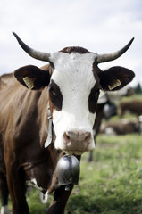 Kuh mit Glocke