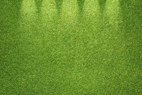 Green grass texture and background
