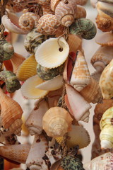 Muschelkette