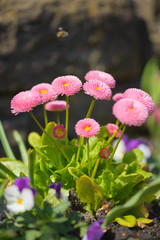 Bellis perennis