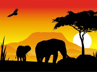 Naklejka na ściany i meble sylwetka piękna podróż słoni z tle zachodu słońca
