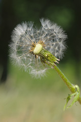 dandelions