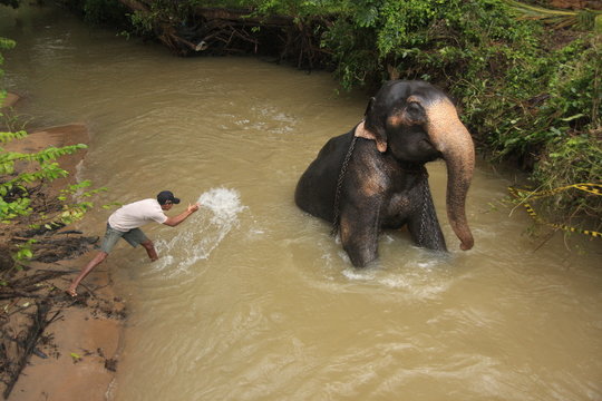 Man bathing an elehpant, Sri Lanka