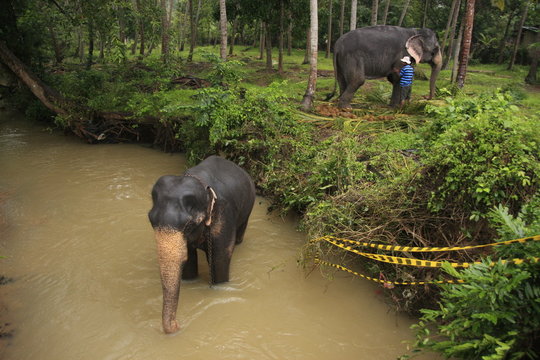 Elephant bathing in a river, Sri Lanka