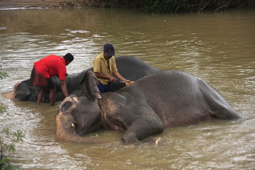 Men bathing an elehpants, Sri Lanka