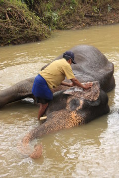Man bathing an elehpant, Sri Lanka