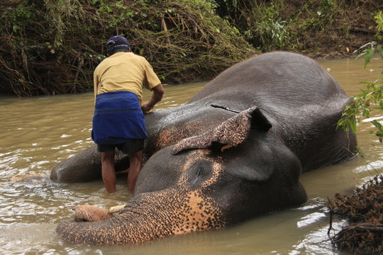 Man bathing an elehpant, Sri Lanka