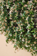 Ping wall with ivy