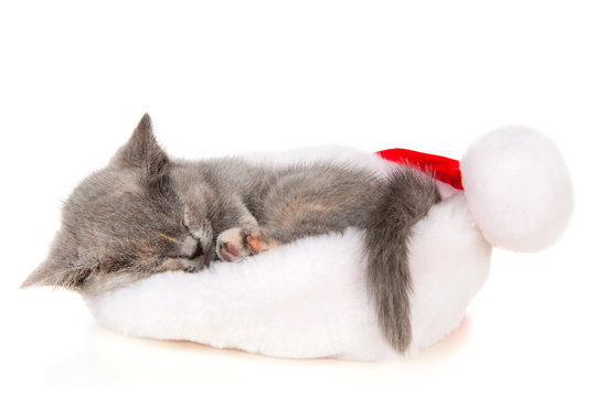 Beautiful cat in a Santa Claus hat