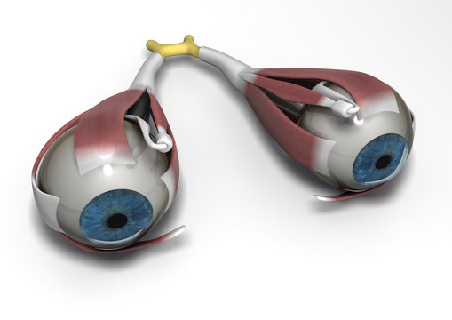 Menschliches Auge mit Au&szlig;enmuskeln und Sehnerv