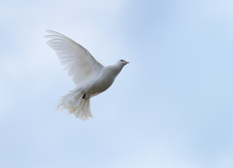 White dove in flight