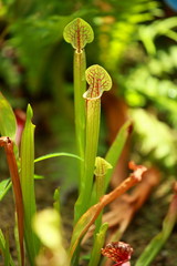 Nepenthes, carnivorous plant endemic to southern Madagascar