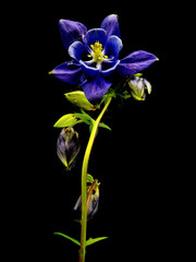 blue columbine - aquilegia flowers