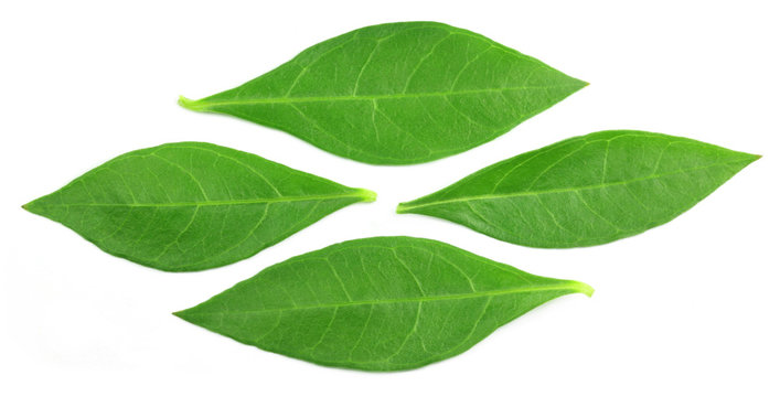 Fototapeta Henna leaves over white background