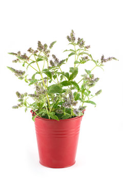 Flowers Fresh Mint In A Red Pail