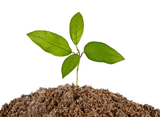 sapling growing from soil