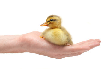 Hand holding duckling - animal protection concept
