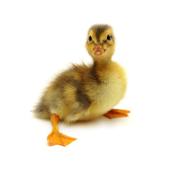 Duckling on white background