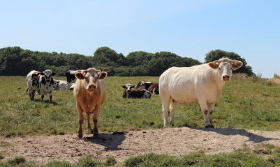Les vaches dans le champ. Elevage bovin. l'agriculture française bio.
