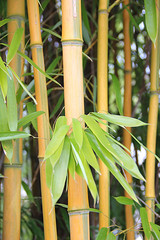 Bambusrohr und Blätter