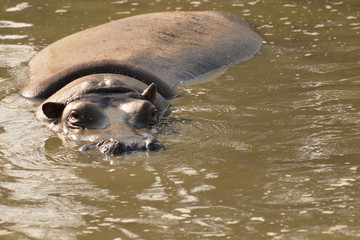 Fototapeta premium Hippo swimming towards camera
