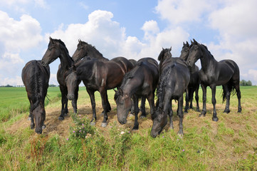 Obraz premium Herd of black horses in a field against a beautiful clouded sky