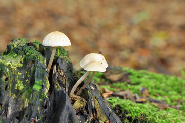 Deep Root mushroom (Xerula radicata) in the forest