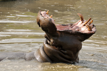 Fototapeta na wymiar Hippo in water yawning