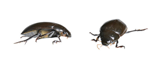 Great Water Beetle (Hydrophilus piceus) two positions isolated