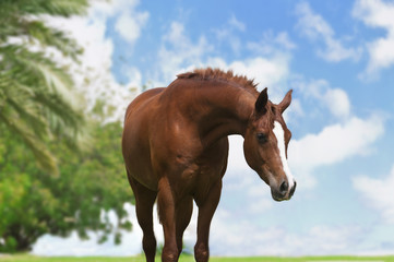 An Arabian Horse on a pasture