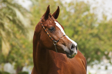 Obraz premium An Arabian Horse on a pasture