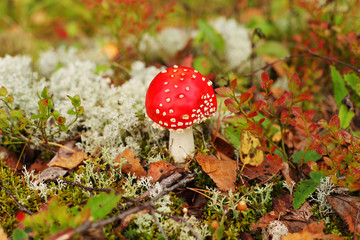 Autumn mushrooms in forest of Finland