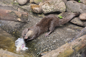 Asian Small-clawed Otter (Aonyx cinerea)
