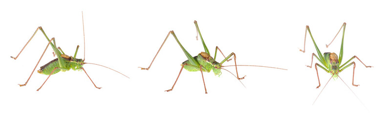 Speckled Bush-Cricket (Leptophyes punctatissima) isolated