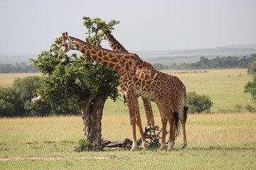 ケニアマサイマラ　きりん