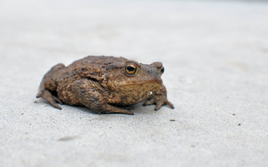 Common toad (Bufo bufo) on a concrete surface