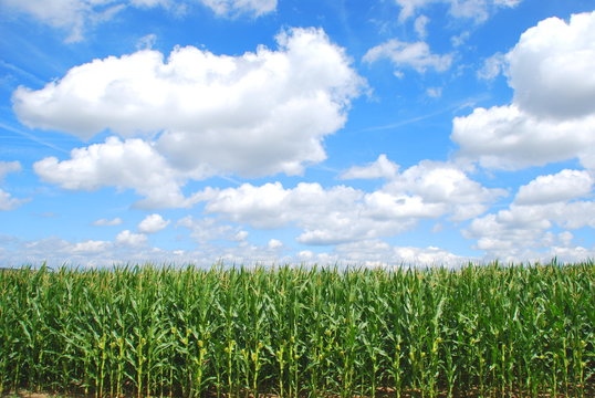 Organic corn farming
