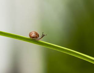 Small snail on the grass