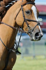 cheval et martingale