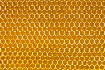 bee honey in honeycomb