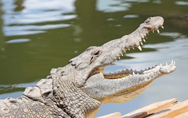 alligator