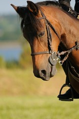 Obraz premium cheval baisant la tête
