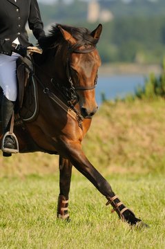 cheval en incurvation