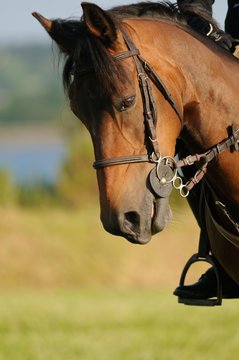 cheval baisant la tête