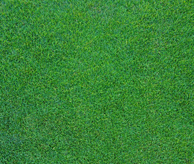 Fototapeta premium green grass background