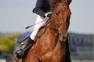 course d'un cheval