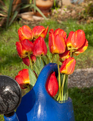 tulips