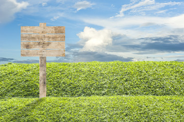 Wooden billboard on the grass background
