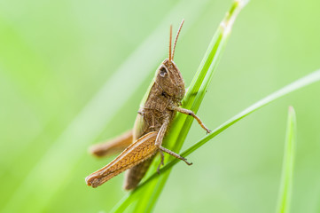Grasshopper.